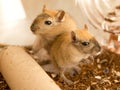 Fun loving Gerbils