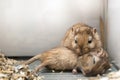 Fun loving Gerbils