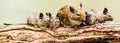 Gerbils family Royalty Free Stock Photo