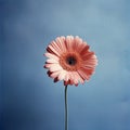 Graceful Gerbera: Blurry Analog Photograph With Soft Natural Evening Light