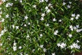 Gerdenia Crape Jasmine