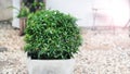 Gerdenia crape jasmine flower in cement pot