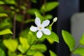 Gerdenia Crape Jasmine flower, white flower.