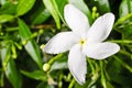 Gerdenia Crape Jasmine macro