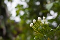 Gerdenia Crape Jasmine