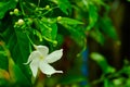 Gerdenia Crape Jasmine