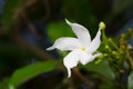 Gerdenia Crape Jasmine