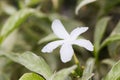 Gerdenia Crape Jasmine