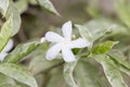 Gerdenia Crape Jasmine