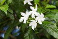 Gerdenia Crape Jasmine