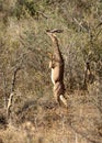 Gerenuk Royalty Free Stock Photo