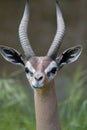 Gerenuk Royalty Free Stock Photo