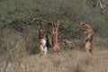 Gerenuk Royalty Free Stock Photo