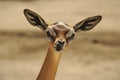 Gerenuk Royalty Free Stock Photo