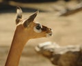 Gerenuk Royalty Free Stock Photo