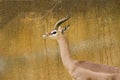 Gerenuk Royalty Free Stock Photo