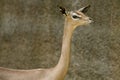 Gerenuk 6 Royalty Free Stock Photo