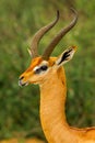 Gerenuk Royalty Free Stock Photo