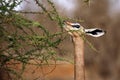 Gerenuk Feeding Royalty Free Stock Photo