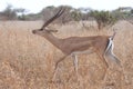 Gerenuk (Litocranius walleri). Royalty Free Stock Photo