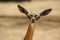 The Gerenuk (Litocranius walleri). Royalty Free Stock Photo