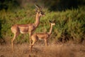 Gerenuk - Litocranius walleri also giraffe gazelle, long-necked antelope in Africa, long slender neck and limbs, standing on hind Royalty Free Stock Photo