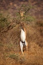 Gerenuk - Litocranius walleri also giraffe gazelle, long-necked antelope in Africa, long slender neck and limbs, standing on hind Royalty Free Stock Photo