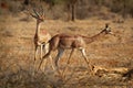 Gerenuk - Litocranius walleri also giraffe gazelle, long-necked antelope in Africa, long slender neck and limbs, standing on hind Royalty Free Stock Photo