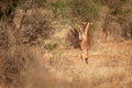 Gerenuk - Litocranius walleri also giraffe gazelle, long-necked antelope in Africa, long slender neck and limbs, standing on hind Royalty Free Stock Photo