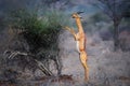 Gerenuk - Litocranius walleri also giraffe gazelle, long-necked antelope in Africa, long slender neck and limbs, standing on hind Royalty Free Stock Photo