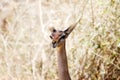 Gerenuk (Litocranius walleri) female Royalty Free Stock Photo