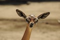 Gerenuk Royalty Free Stock Photo