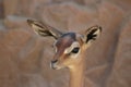 Gerenuk, Litocranius walleri 2 Royalty Free Stock Photo