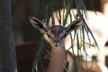 Gerenuk, Litocranius walleri 3 Royalty Free Stock Photo