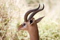 Gerenuk (Litocranius walleri) male Royalty Free Stock Photo