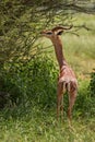 Gerenuk - Litocranius walleri Royalty Free Stock Photo