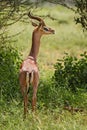 Gerenuk - Litocranius walleri Royalty Free Stock Photo