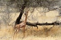 Gerenuk Royalty Free Stock Photo