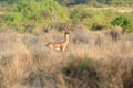 Gerenuk Royalty Free Stock Photo