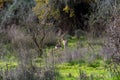 The gerenuk between the plants in the savannah