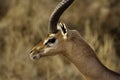 Gerenuk profile Royalty Free Stock Photo