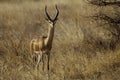 Gerenuk, Samburu Royalty Free Stock Photo