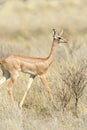 Gerenuk Royalty Free Stock Photo