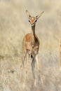 Gerenuk Royalty Free Stock Photo