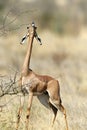 Gerenuk Royalty Free Stock Photo