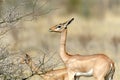 Gerenuk Royalty Free Stock Photo