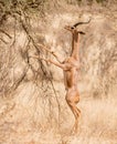 Gerenuk Royalty Free Stock Photo