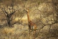 Gerenuk or Waller`s Gazelle, litocranius walleri, Female eating Leaves in Bush, Samburu park in Kenya Royalty Free Stock Photo