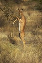 Gerenuk or Waller`s Gazelle, litocranius walleri, Female eating Leaves in Bush, Samburu park in Kenya Royalty Free Stock Photo