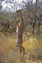 Gerenuk or Waller`s Gazelle, litocranius walleri, Female eating Leaves in Bush, Samburu park in Kenya Royalty Free Stock Photo